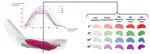Differentiating Ultrasound-Measured Active and Passive Muscle Deformation via Statistical Shape Modeling